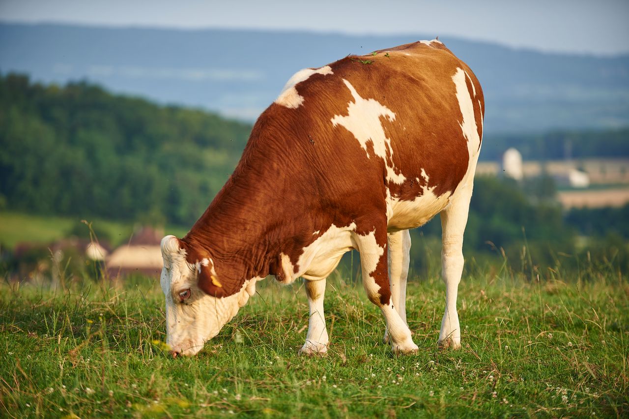 Faune Vache Montbéliarde BI-0328